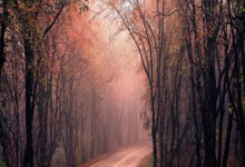 [澳网]基斯逆转取胜晋女单四强.